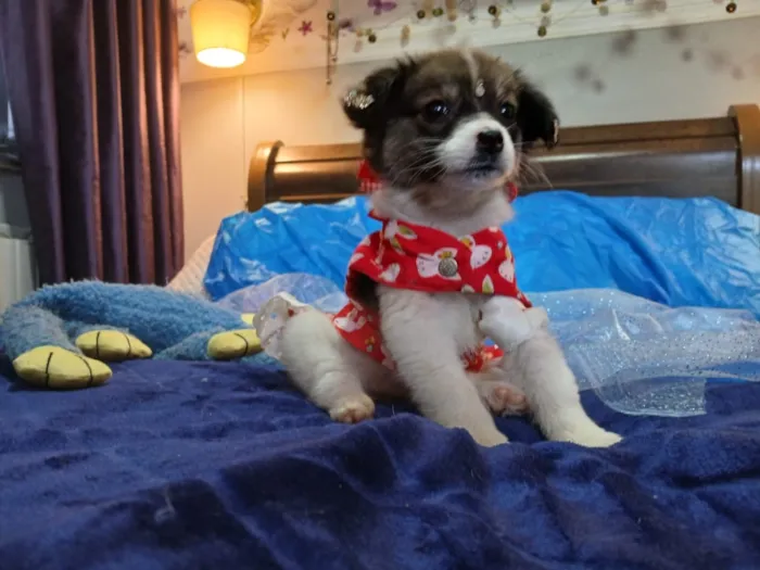 Cachorro raça SRD-ViraLata idade 2 a 6 meses nome Vida 
