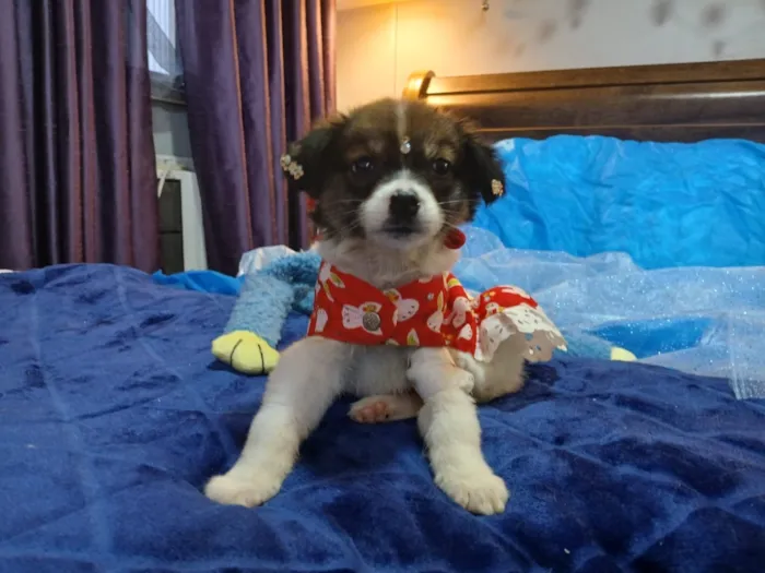Cachorro raça SRD-ViraLata idade 2 a 6 meses nome Vida 
