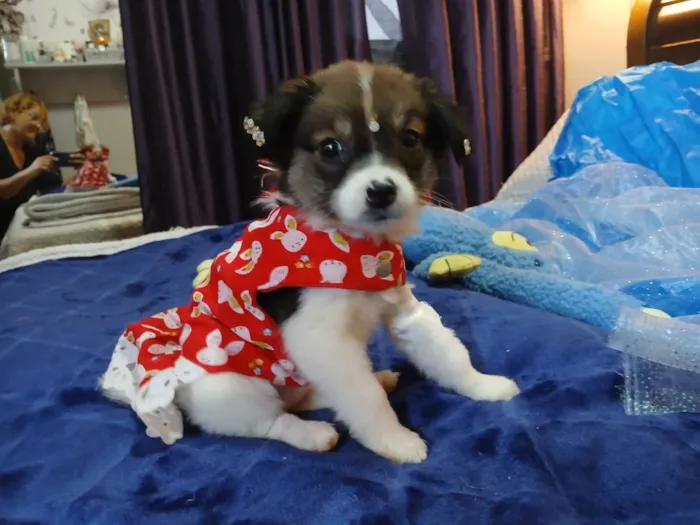 Cachorro raça SRD-ViraLata idade 2 a 6 meses nome Vida 