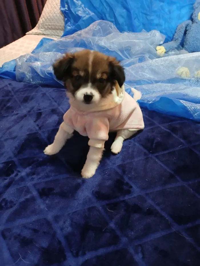 Cachorro raça SRD-ViraLata idade 2 a 6 meses nome Vida 