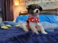 Vida 