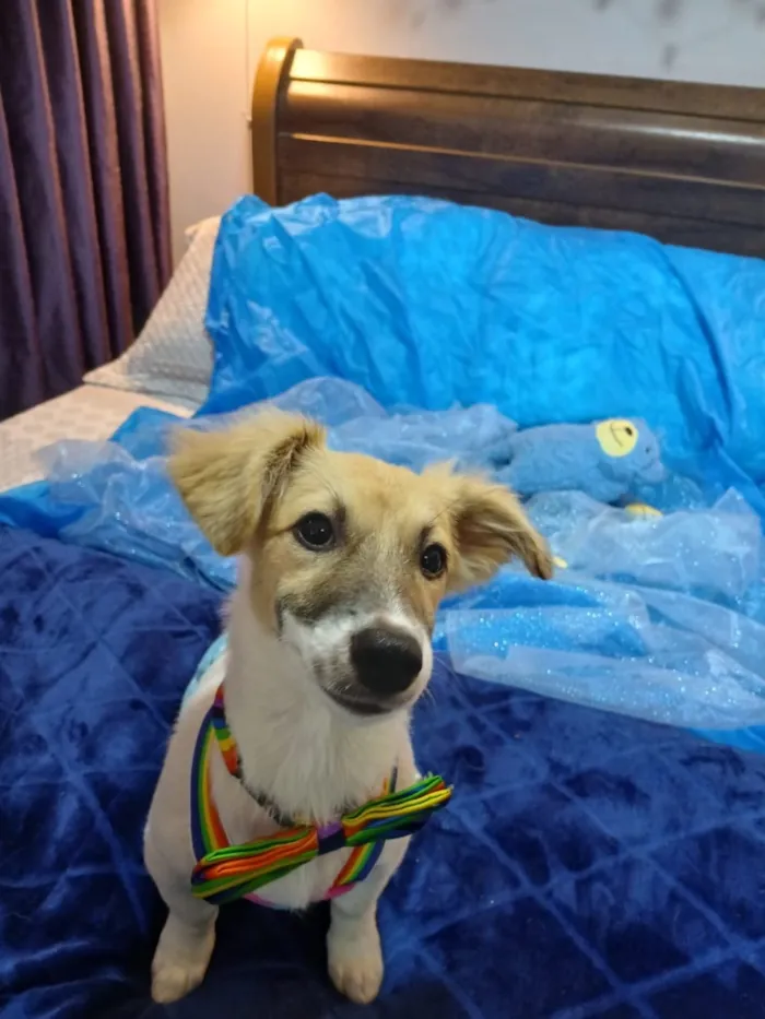 Cachorro raça SRD-ViraLata idade 2 a 6 meses nome Zeca 