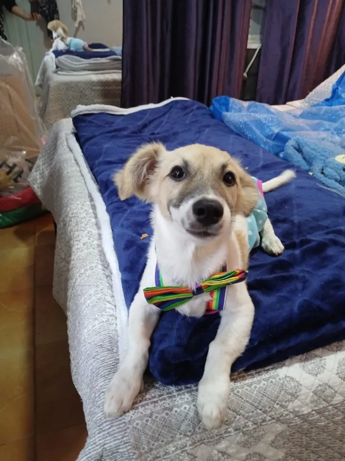 Cachorro raça SRD-ViraLata idade 2 a 6 meses nome Zeca 