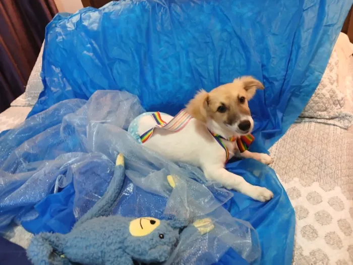 Cachorro raça SRD-ViraLata idade 2 a 6 meses nome Zeca 