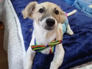 Cachorro raça SRD-ViraLata idade 2 a 6 meses nome Zeca 