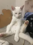 perninha