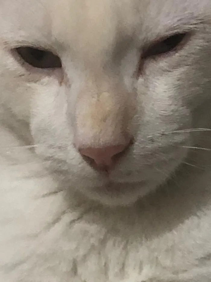 Gato raça SRD-ViraLata idade 2 a 6 meses nome perninha