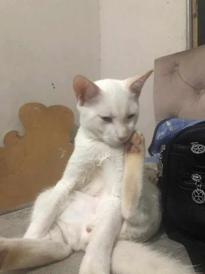 Gato raça SRD-ViraLata idade 2 a 6 meses nome perninha