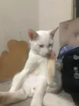 perninha