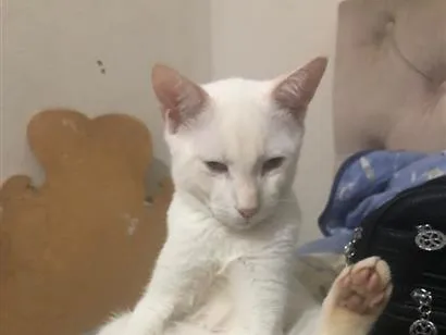 Gato raça SRD-ViraLata idade 2 a 6 meses nome perninha
