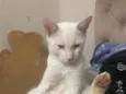 perninha