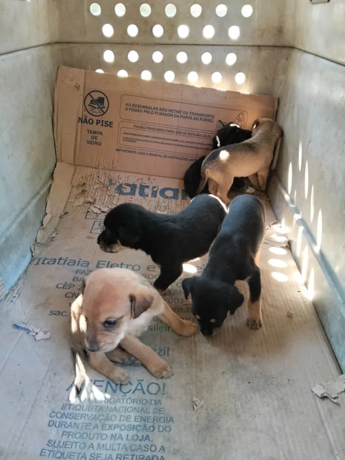Cachorro raça SRD-ViraLata idade Abaixo de 2 meses nome sem nome 