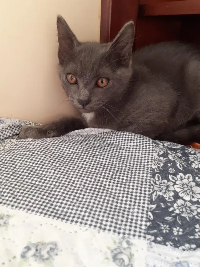 Gato raça SRD-ViraLata idade 2 a 6 meses nome Sem nome