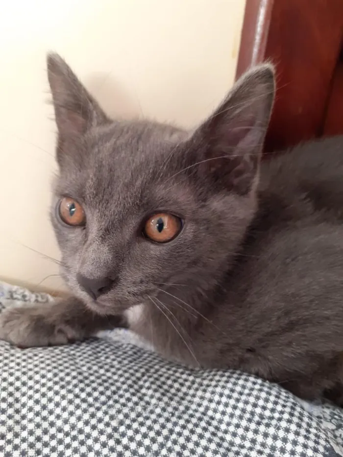 Gato raça SRD-ViraLata idade 2 a 6 meses nome Sem nome