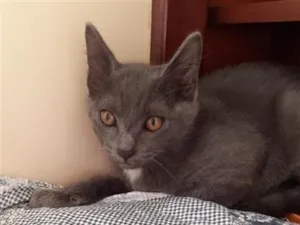 Gato raça SRD-ViraLata idade 2 a 6 meses nome Sem nome