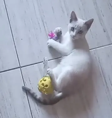 Gato raça SRD-ViraLata idade 2 a 6 meses nome Sem nome
