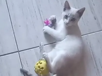 Gato raça SRD-ViraLata idade 2 a 6 meses nome Sem nome