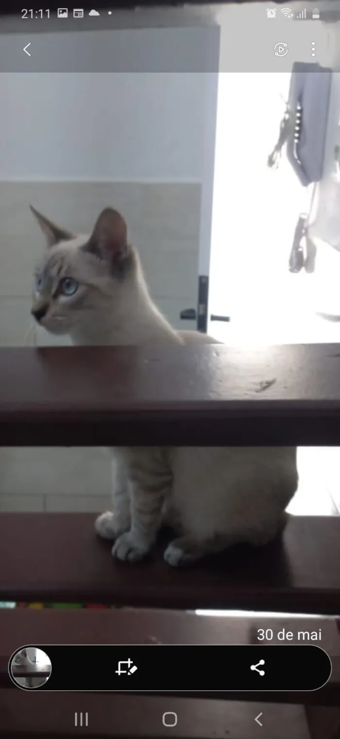 Gato raça SRD-ViraLata idade 2 a 6 meses nome Sem nome