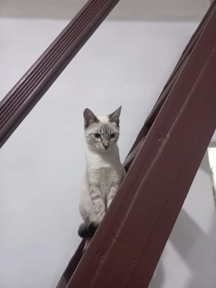 Gato raça SRD-ViraLata idade 2 a 6 meses nome Sem nome
