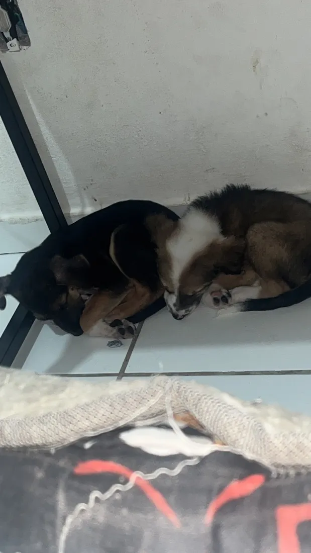 Cachorro raça SRD-ViraLata idade 2 a 6 meses nome Nina é lina
