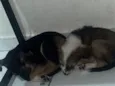 Nina é lina
