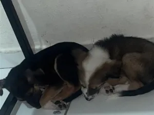 Cachorro raça SRD-ViraLata idade 2 a 6 meses nome Nina é lina