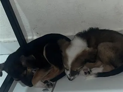 Cachorro raça SRD-ViraLata idade 2 a 6 meses nome Nina é lina