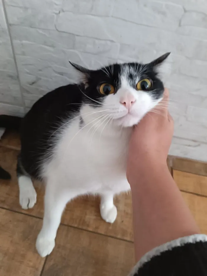 Gato raça SRD-ViraLata idade 1 ano nome Xanin e Jão 
