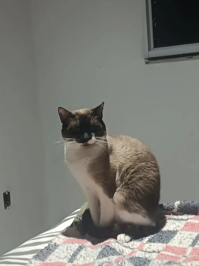 Gato raça SRD-ViraLata idade 1 ano nome Xanin e Jão 