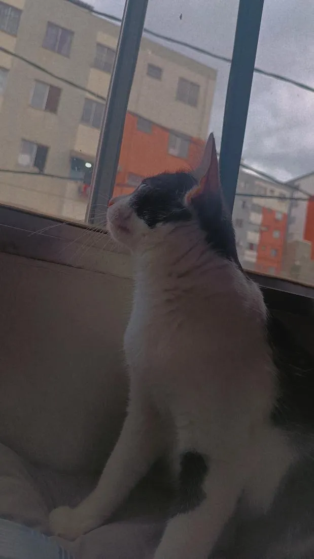 Gato raça SRD-ViraLata idade 1 ano nome Xanin e Jão 
