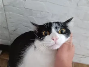 Gato raça SRD-ViraLata idade 1 ano nome Xanin e Jão 