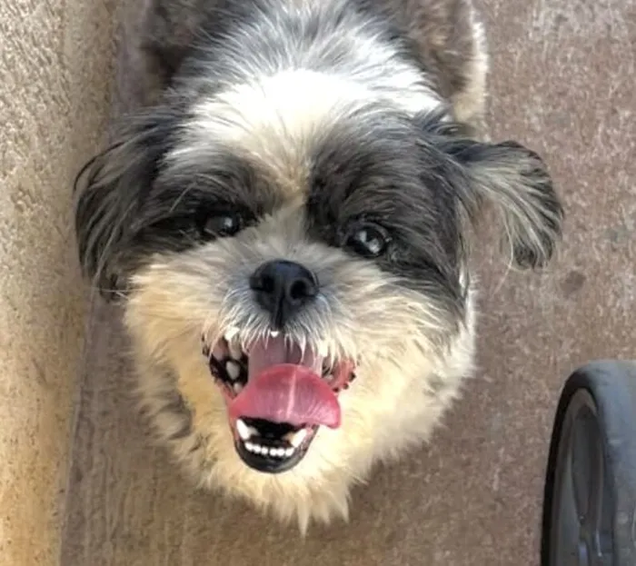Cachorro raça Shitzu idade 4 anos nome Emanuel 