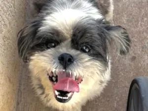 Cachorro raça Shitzu idade 4 anos nome Emanuel 