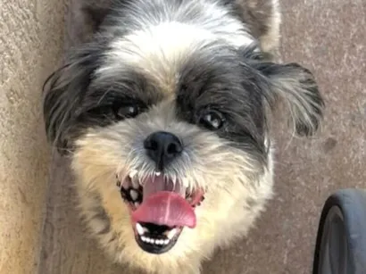 Cachorro raça Shitzu idade 4 anos nome Emanuel 