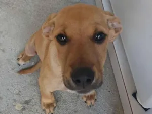 Cachorro raça SRD-ViraLata idade 2 a 6 meses nome luna