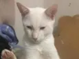 perninha