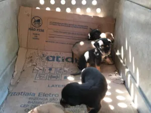 Cachorro raça SRD-ViraLata idade Abaixo de 2 meses nome sem nome 