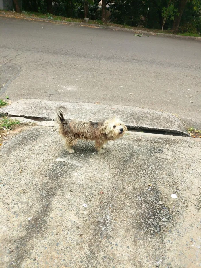 Cachorro raça SRD-ViraLata idade 6 ou mais anos nome betove