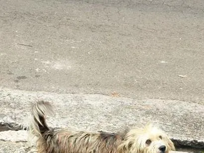 Cachorro raça SRD-ViraLata idade 6 ou mais anos nome betove