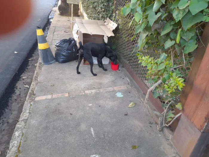 Cachorro raça SRD-ViraLata idade 1 ano nome Não tem nome está na rua