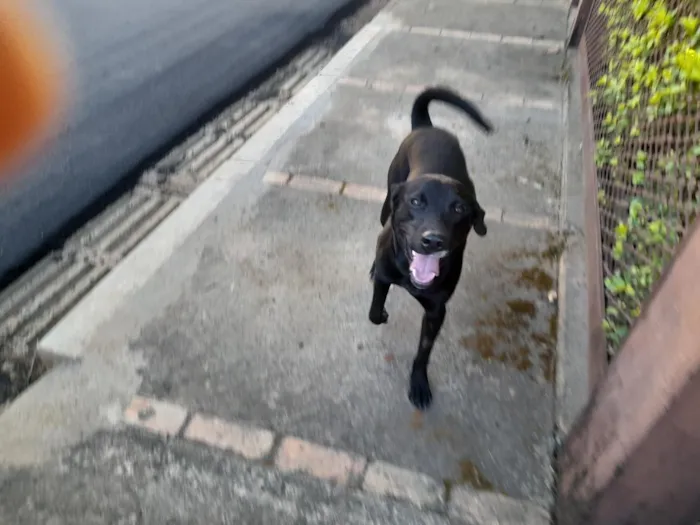 Cachorro raça SRD-ViraLata idade 1 ano nome Não tem nome está na rua