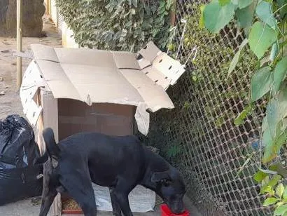 Cachorro raça SRD-ViraLata idade 1 ano nome Não tem nome está na rua