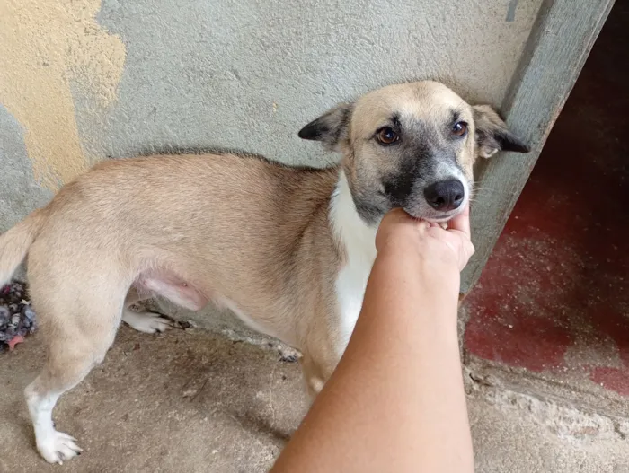 Cachorro raça Pinscher com vira - lata. idade 1 ano nome Jony