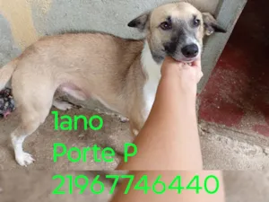 Cachorro raça Pinscher com vira - lata. idade 1 ano nome Jony