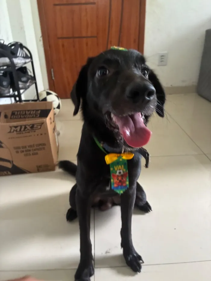 Cachorro raça SRD-ViraLata idade 7 a 11 meses nome jack