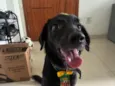 jack