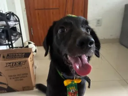 Cachorro raça SRD-ViraLata idade 7 a 11 meses nome jack