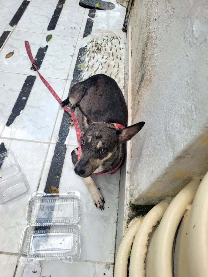 Cachorro raça SRD-ViraLata idade 3 anos nome Não sei