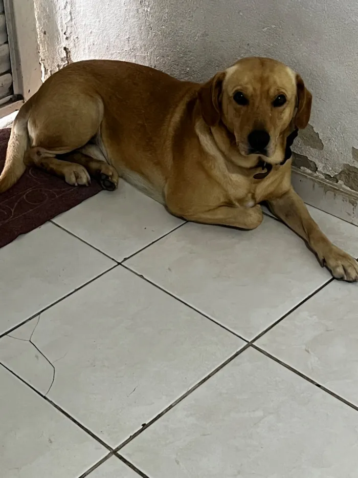 Cachorro raça SRD-ViraLata idade 6 ou mais anos nome Luck