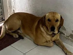 Cachorro raça SRD-ViraLata idade 6 ou mais anos nome Luck
